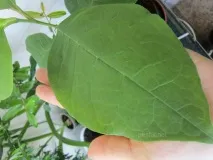 Магнолия Суланжа из семян суланжа