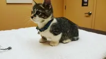 манчкін