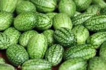 Мелотрія шорстка посадка та догляд, Поради садівникам садівникам