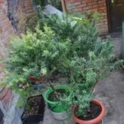 Мірт як лікарська рослина, його лікувальні властивості мірт