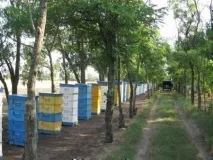 Методи бджоловодіння вулика, система, досвід бджіл