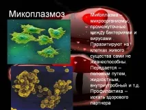 микоплазмоза