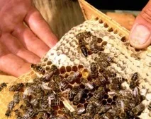 Методи бджоловодіння вулика, система, досвід бджіл