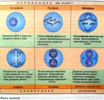 Мітоз та мейоз мітоз