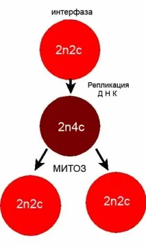 Мітоз та мейоз клітини