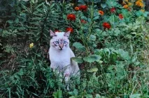 Мій Березневий Кіт – сільські фоторозповіді, МОЇ УЛЮБЛЕНІ КОТИКИ березневий