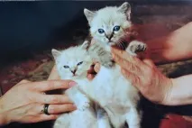Мій Березневий Кіт – сільські фоторозповіді, МОЇ УЛЮБЛЕНІ КОТИКИ березневий