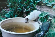 Мій Березневий Кіт – сільські фоторозповіді, МОЇ УЛЮБЛЕНІ КОТИКИ сільські