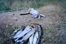 Мій Березневий Кіт – сільські фоторозповіді, МОЇ УЛЮБЛЕНІ КОТИКИ фоторозповіді