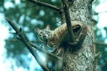 Мій Березневий Кіт – сільські фоторозповіді, МОЇ УЛЮБЛЕНІ КОТИКИ фоторозповіді