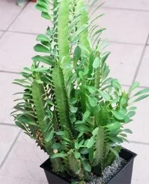 Euphorbia