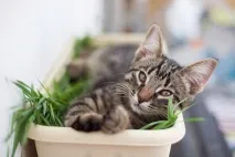 Наше котяче - До - і - Після, або не бійтеся брати котиків брати