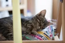 Наше котяче - До - і - Після, або не бійтеся брати котиків після