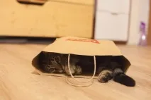 Наше котяче - До - і - Після, або не бійтеся брати котиків котиків