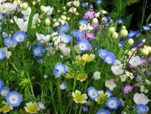 Немофіла менциса Синьоока (Nemophila menziesii) менциса