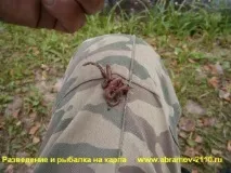 наживка