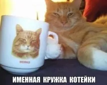 Наші дворові коти – найкращі! коти