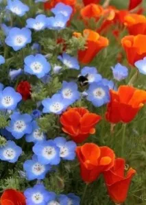 Немофіла менциса Синьоока (Nemophila menziesii) nemophila