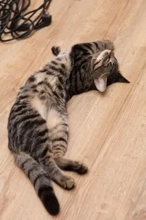 Наше котяче - До - і - Після, або не бійтеся брати котиків брати