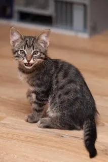 Наше котяче - До - і - Після, або не бійтеся брати котиків бійтеся
