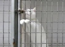 котка