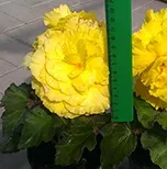 бегонію