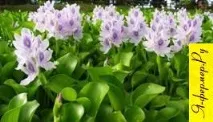 Очищення стоків сільського сироваріння ейхорнією води