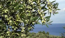 Оливки на Кіпрі, Cyprus Inform кіпрі