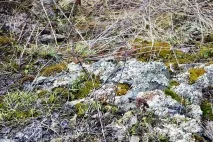 Ольгин водоспад та Зотинська печера зотинська
