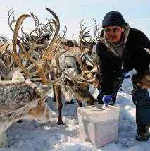 Оленярство основна продукція оленярства оленярство
