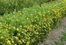 Особливості вирощування перстачу чагарникового, його використання в лікувальних цілях, Ландшафтний особливості