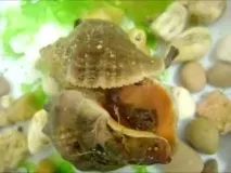 Відділ аквакультури та морської фармакології аквакультури