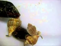 Відділ аквакультури та морської фармакології аквакультури