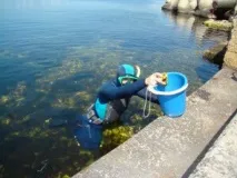 Відділ аквакультури та морської фармакології аквакультури