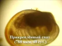 Відділ аквакультури та морської фармакології аквакультури