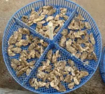 Відділ аквакультури та морської фармакології аквакультури