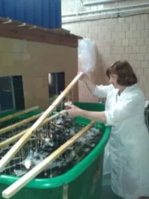 Відділ аквакультури та морської фармакології аквакультури