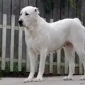 пошук