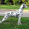 собака