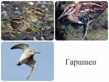 Полювання на болотну дичину може