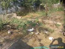мускусні