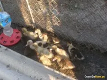 мускусні