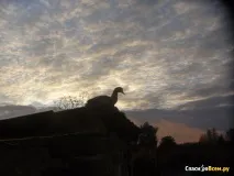 качки