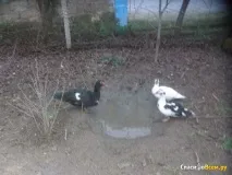 відгук