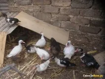 качки