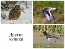 Полювання на болотну дичину полювання