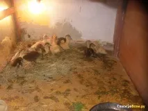 відгук