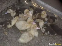 качки