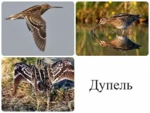 Полювання на болотну дичину дичину