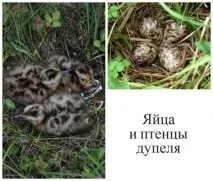 Полювання на болотну дичину може